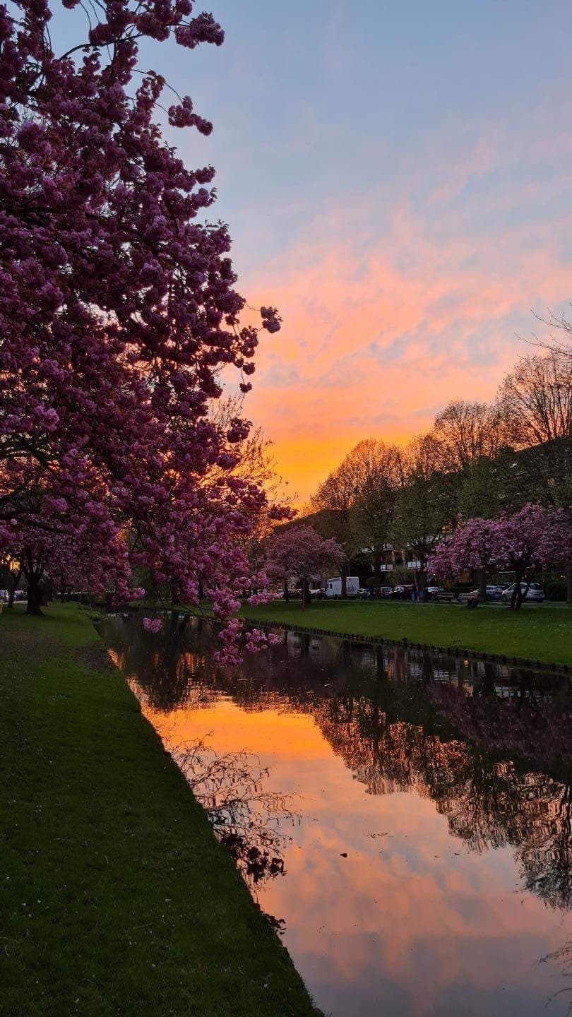 Gemeubileerde kamer aan de Statensingel, Rotterdam - Te Huur