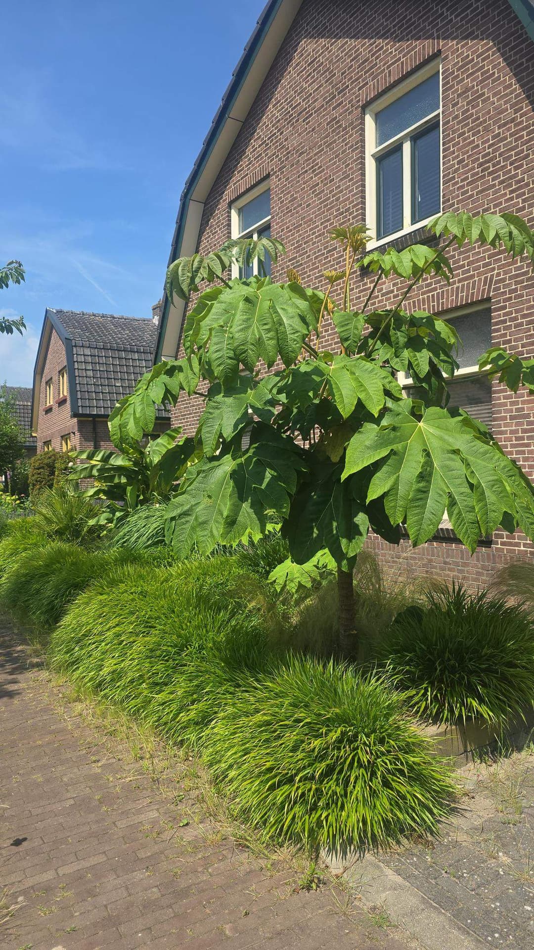 House Enkweg, Olst - For Rent