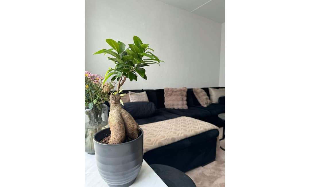 Appartement Wold, Lelystad - Te Huur