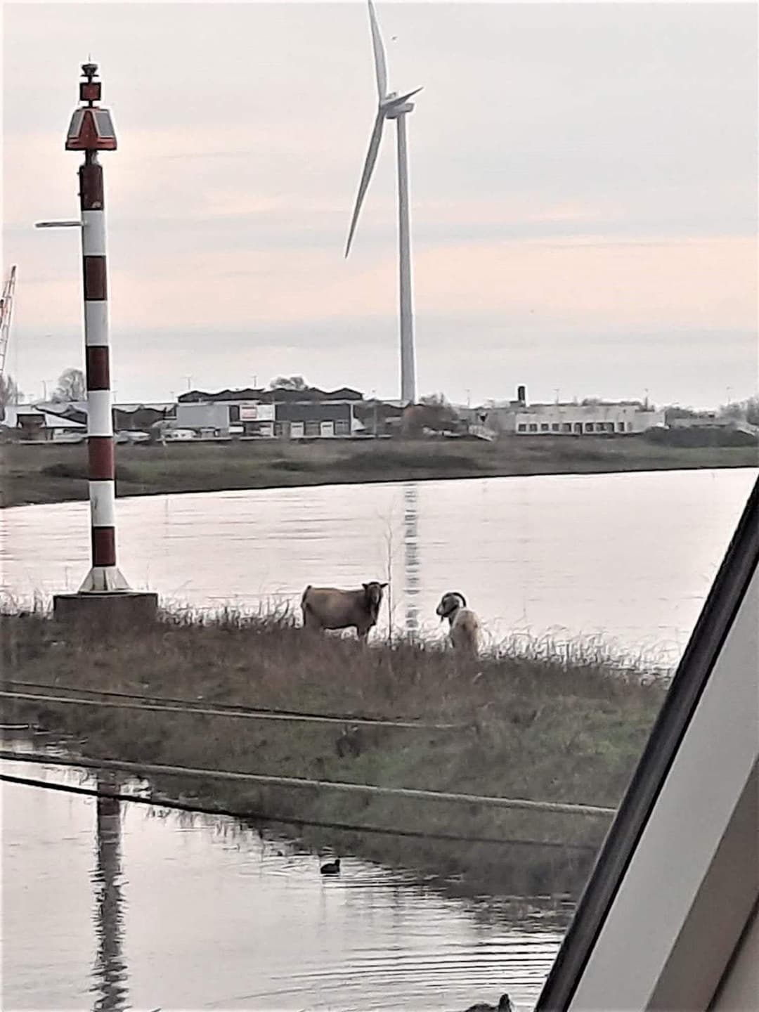 Flat Westervoortsedijk, Arnhem - Te Huur