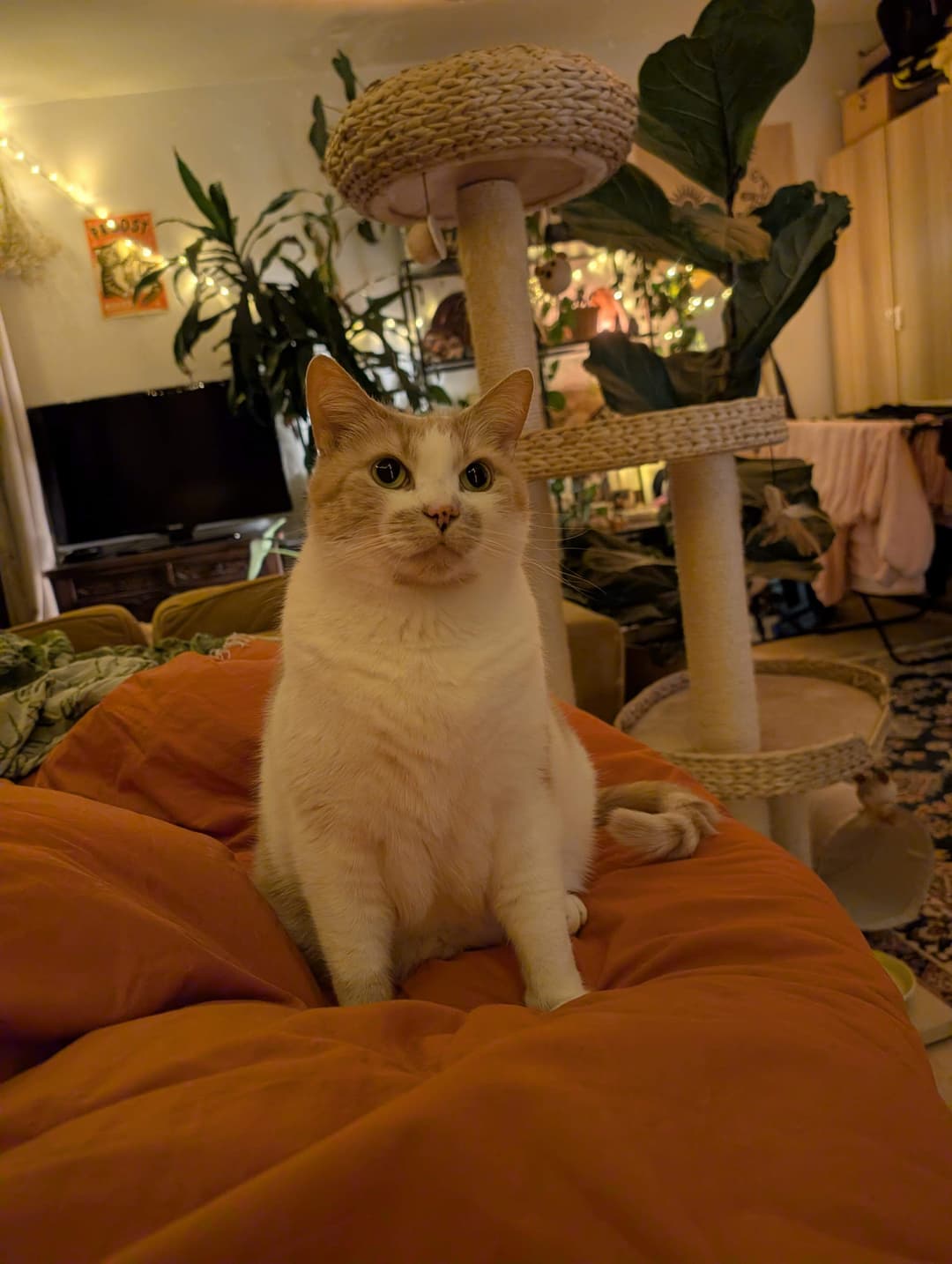 On gemeubileerde kamer in Echtenstein, Amsterdam - Te huur
