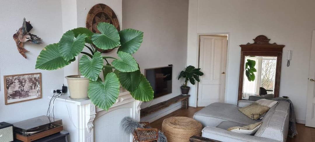 Flat Van Lawick van Pabststraat, Arnhem - For Rent