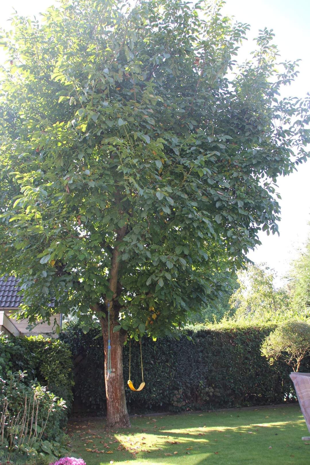 Maison Amerlaan 9, Eindhoven - Maison mitoyenne