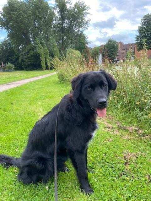 Zimmer Lawickse Allee, Wageningen - Zur Miete
